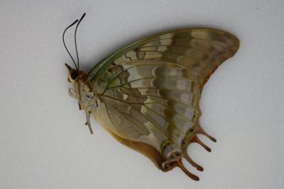 Charaxes candiope femelle