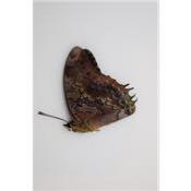 Charaxes etheocles cedreatis male