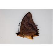 Charaxes lucretius mâle