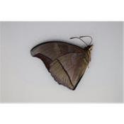 Charaxes porthos male