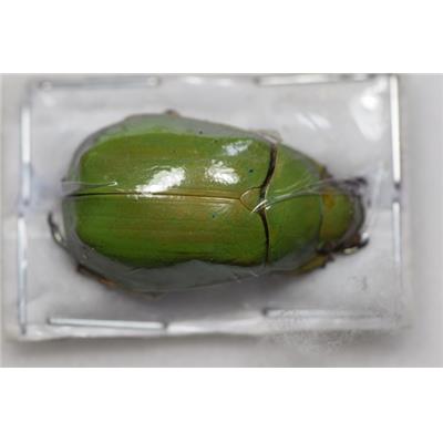 Chrysina karschi femelle