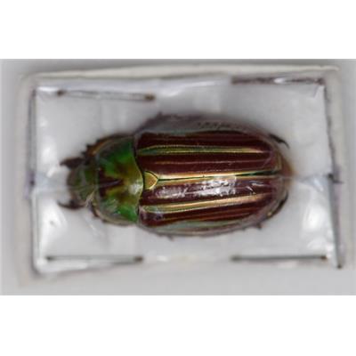 Chrysina quetzalcoatli femelle