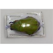 Chrysina triumphalis femelle