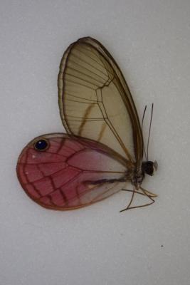 Cithaerias aurorina mâle