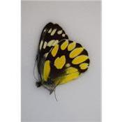 Delias shirozui male