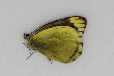 Delias subviridis mâle