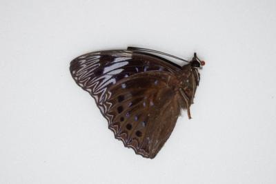 Dichorragia nesimachus deiokes