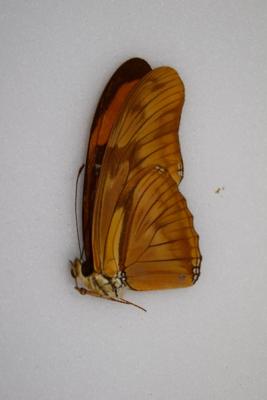 Dryas julia