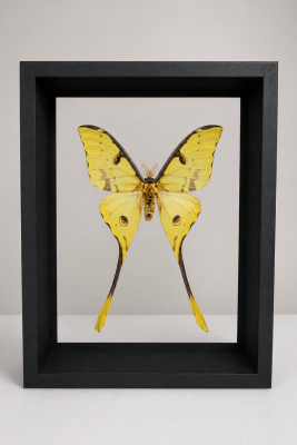 DBV Actias mimosae male