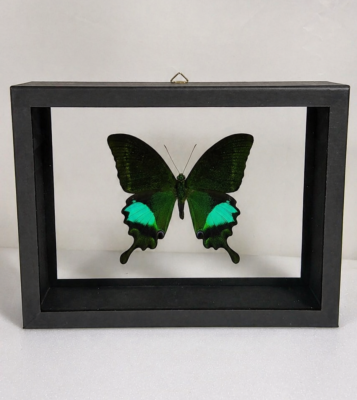 DBV Papilio paris