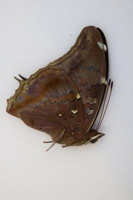 Historis acheronta