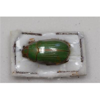 Chrysina lacordairei femelle