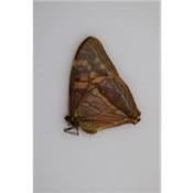 Morpho aega bisante femelle A2