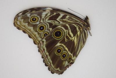 Morpho deidamia femelle