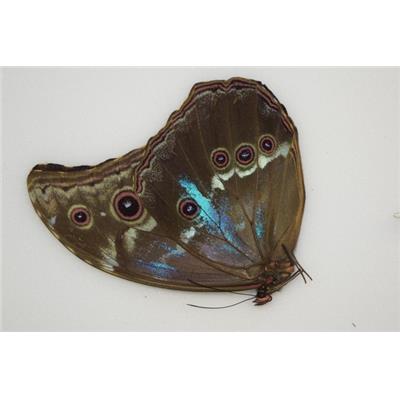 Morpho didius special n°3