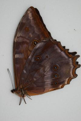 Morpho theseus juturna male A1