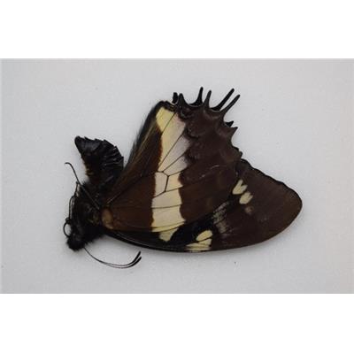 Papilio cacicus male Rare