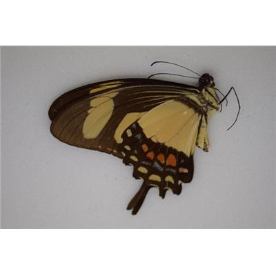 Papilio garlepi male
