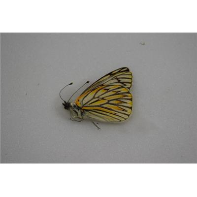 Tatochilia theodice male ou femelle