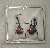 Trachelophorus giraffa couple