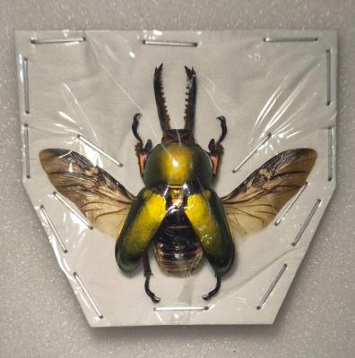 Lamprima adophinae male ouvert