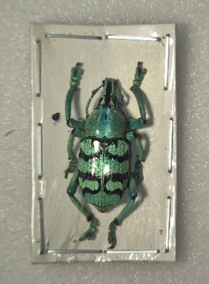 Eupholus chevrolati