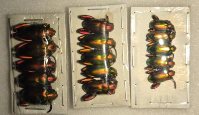 Sagra laticollis x 5