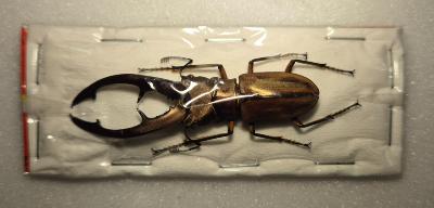 Cyclommatus tarandus male 50/55 mm