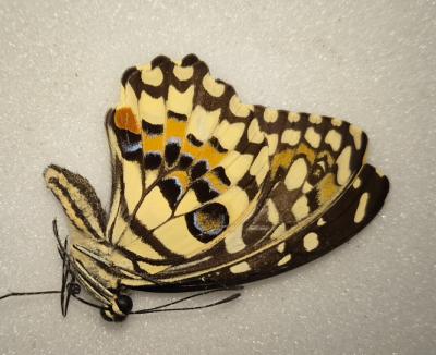 Papilio demoleus