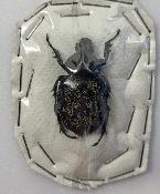 Golinca bifrons femelle