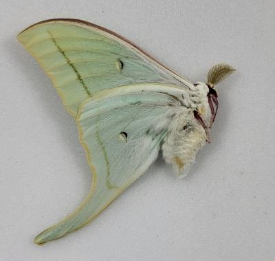 Actias artemis male A1