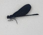 Vestalis melania male (demoiselle)