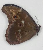 Morpho didius mâle