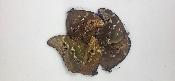 Morpho didius LOT DE 50 mâles