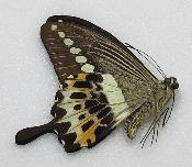 Papilio demolion