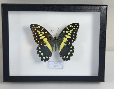 Boîte Cloche Papilio demodocus