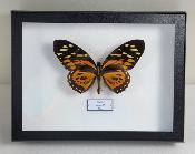 Boîte Cloche Papilio zagreus