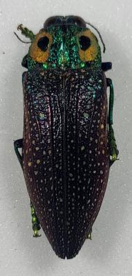 Lampropepla rothschildi