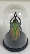 Mini Globes Eudicella sp male