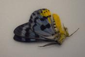 Disphania blue