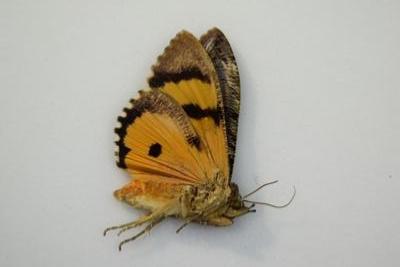 Eudocima sp
