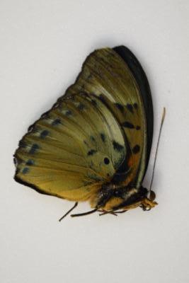Euphaedra themis male