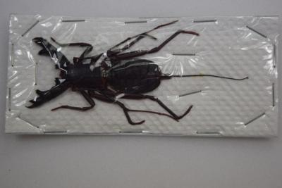 Hypocnoctus rangunensis Petit 