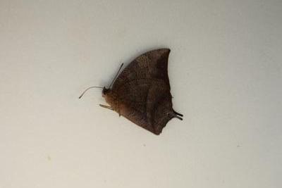 Memphis eurypile male