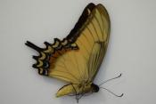 Papilio androgeus male equateur