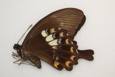 Papilio fuscus male