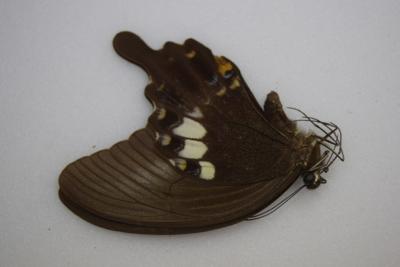 Papilio fuscus pertinax
