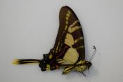Papilio hyastes male