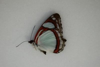 Pyrrhogyra otolais male