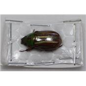 Chrysina adelaida vert/marron femelle